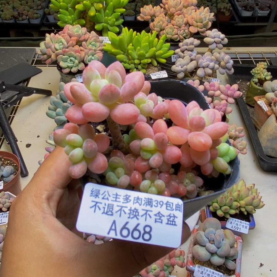 668鱼子酱多肉7cm