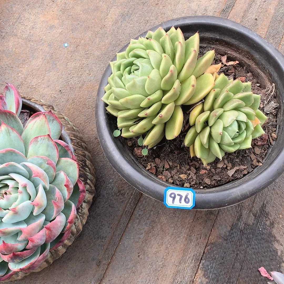 976白玫瑰 一物一拍多肉