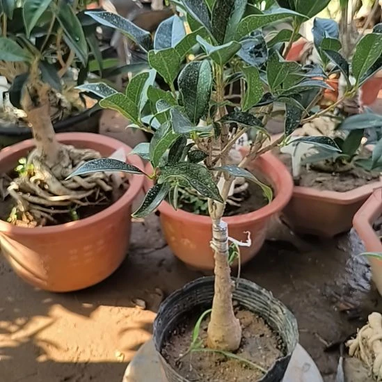 乌***格完全开放八艳红桂花