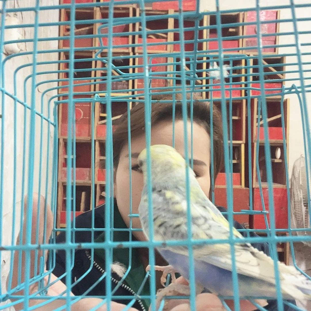 虎皮鹦鹉你们的生活