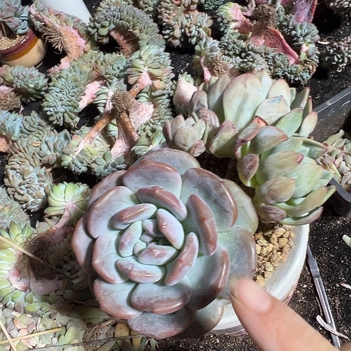 福利，福利，福利，福利