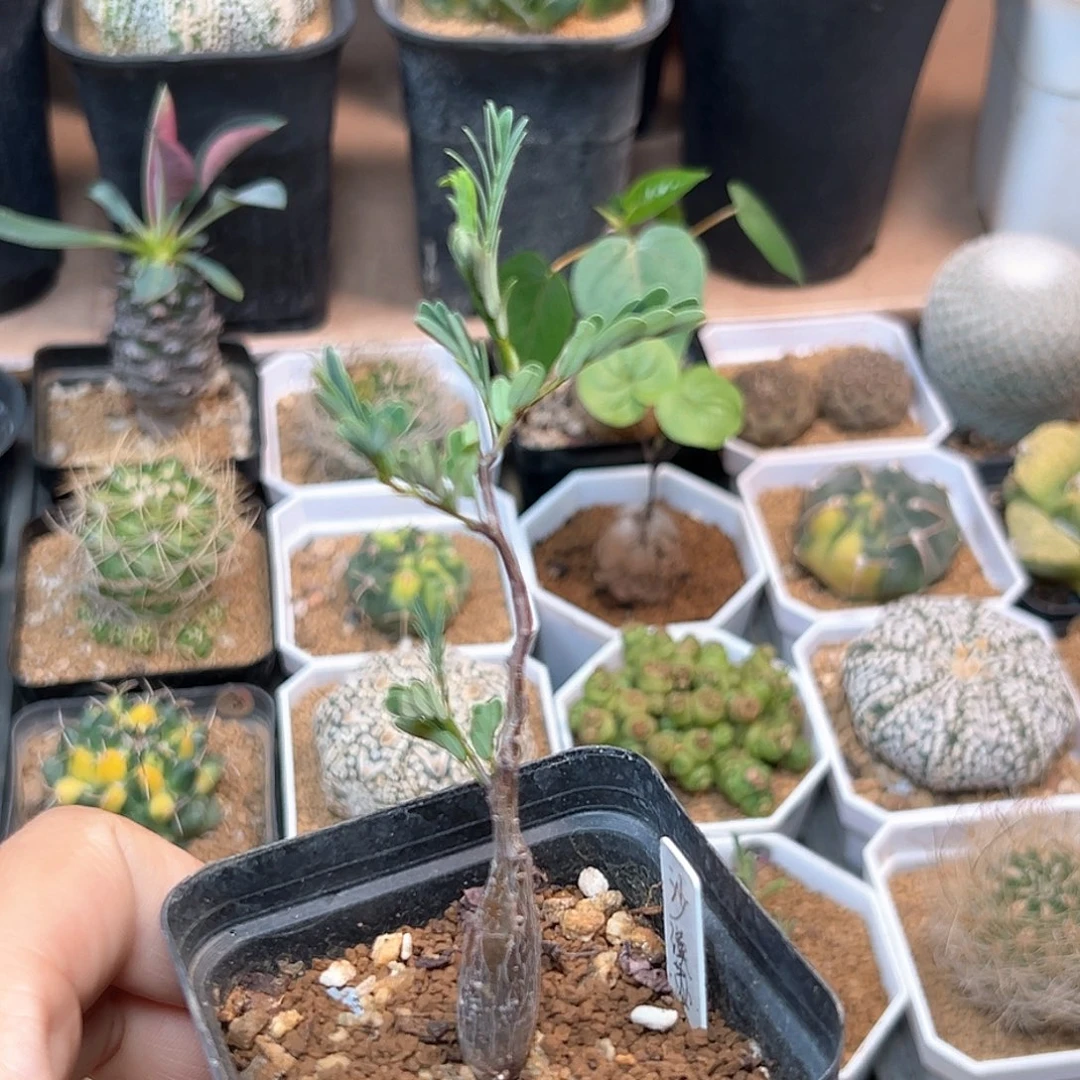 无花朵沙漠苏木一颗