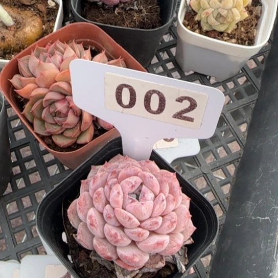喵*咪2号恩宠一物一拍多肉