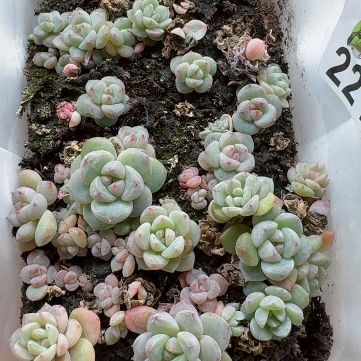 4*多肉植物多肉植物