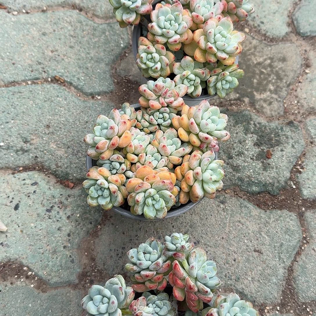 劳尔多肉植物精品