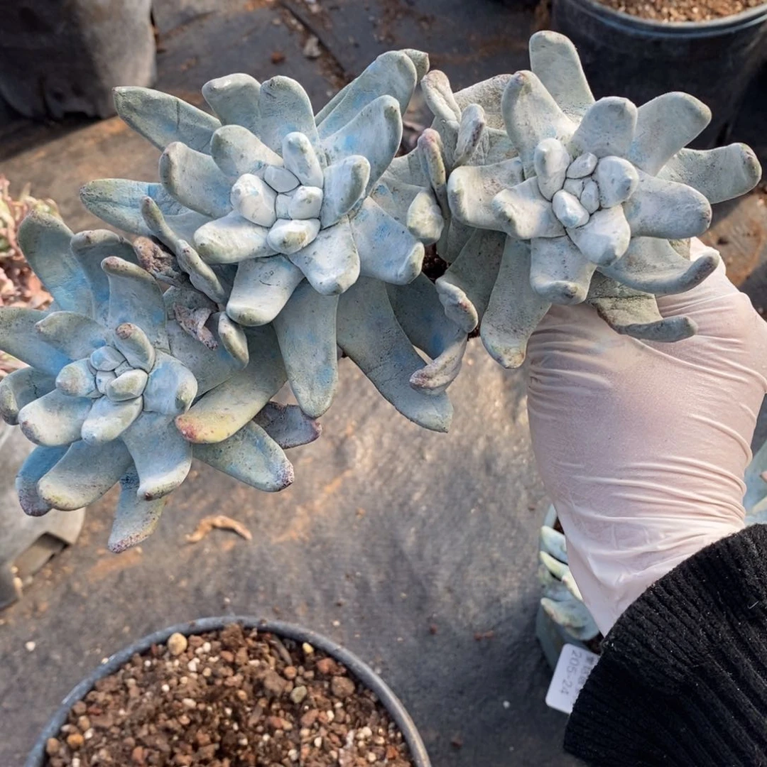 26号拇指群粗腿子