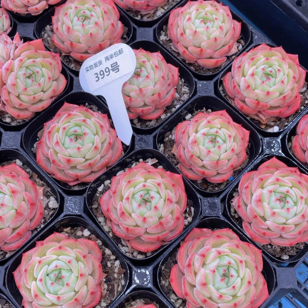 399号 郁金香单头一个