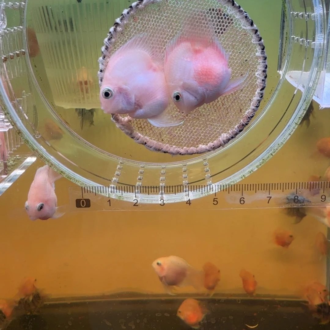 海水鱼胭脂粉一对