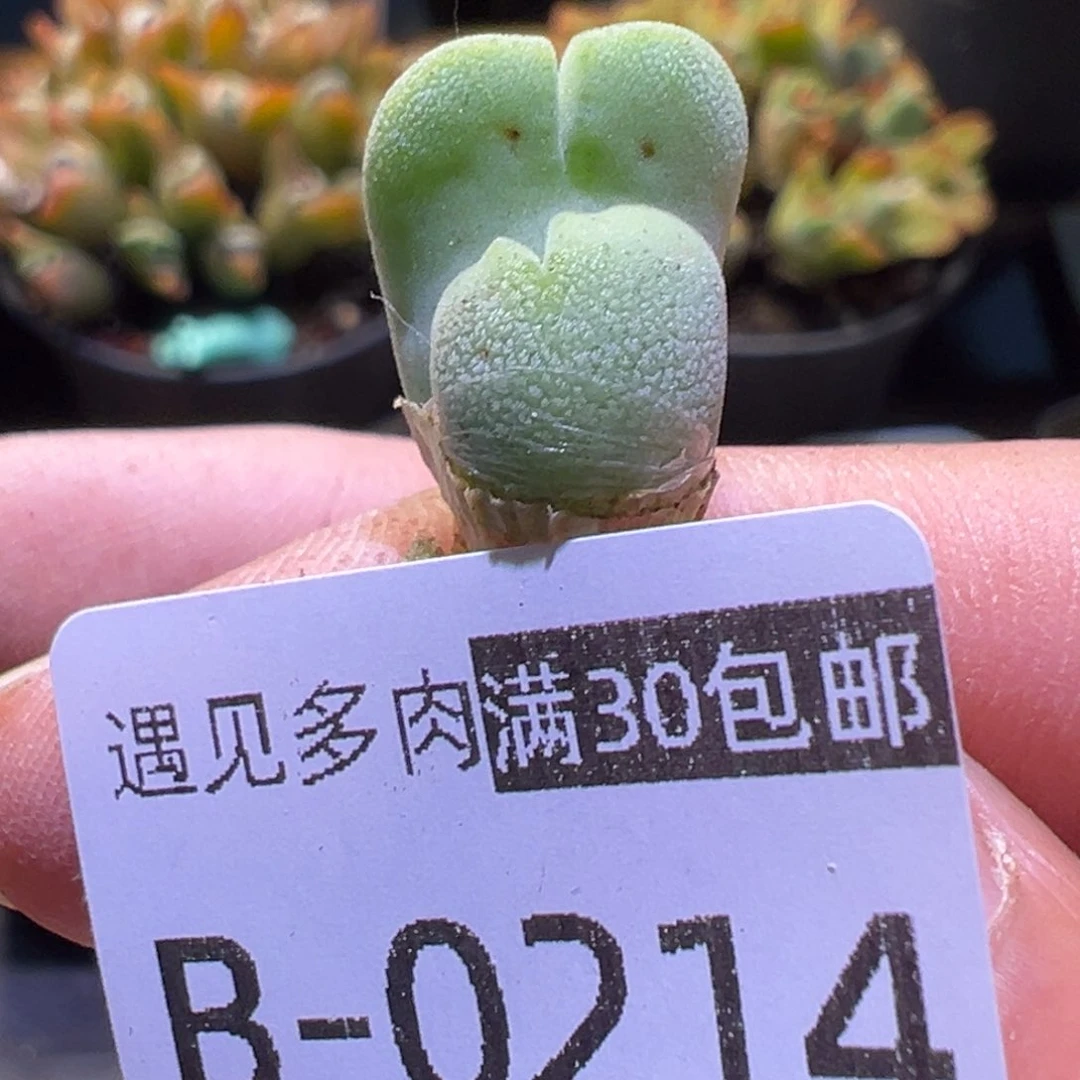 多肉植物11111111111111