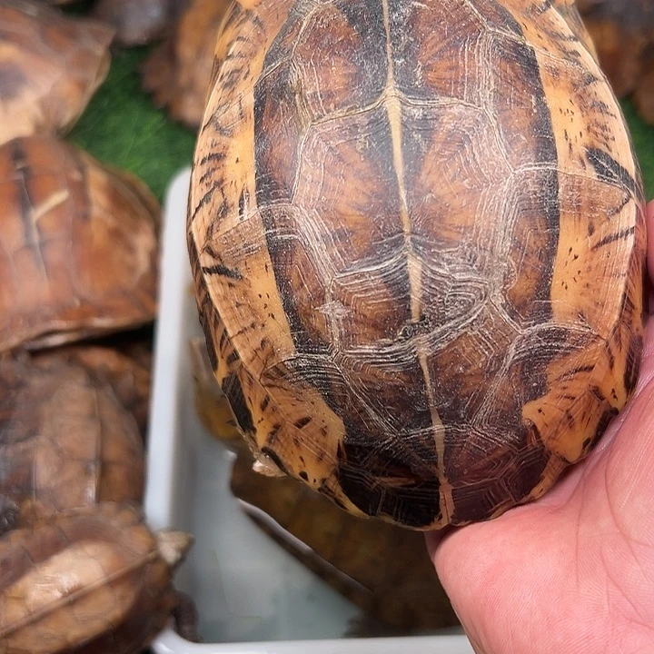 利***迷绿毛龟母剧院闭壳龟