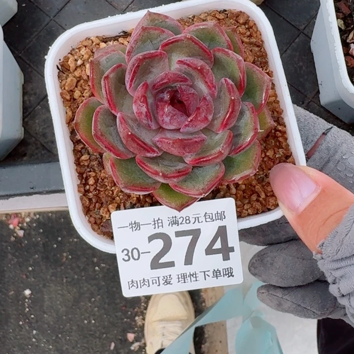 蓝莓多肉多肉植物多肉多肉多