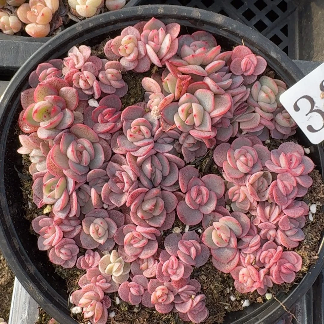 多肉植物多肉植物333