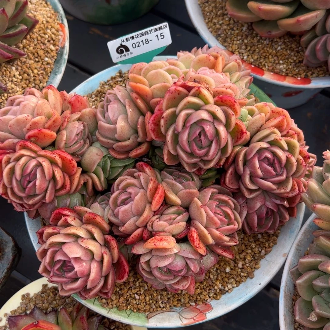 从前慢多肉精选编号0218.15