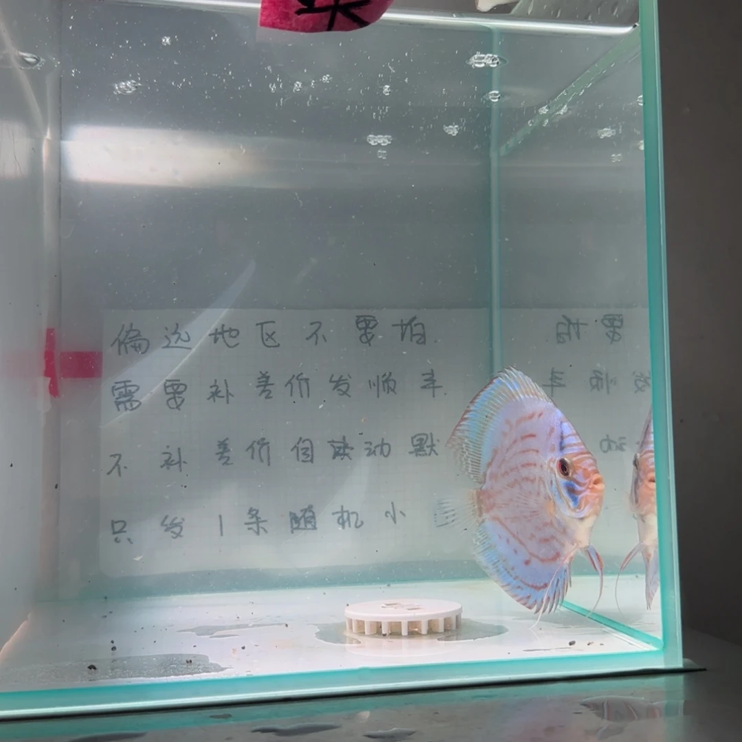 七彩神仙鱼肉身7-8偏远地区不拍