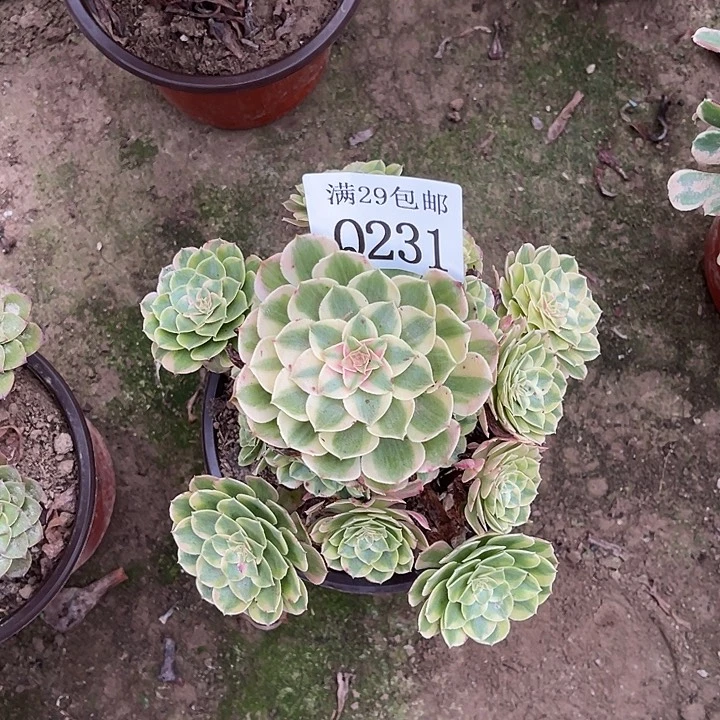 231半糖荔枝多肉植物