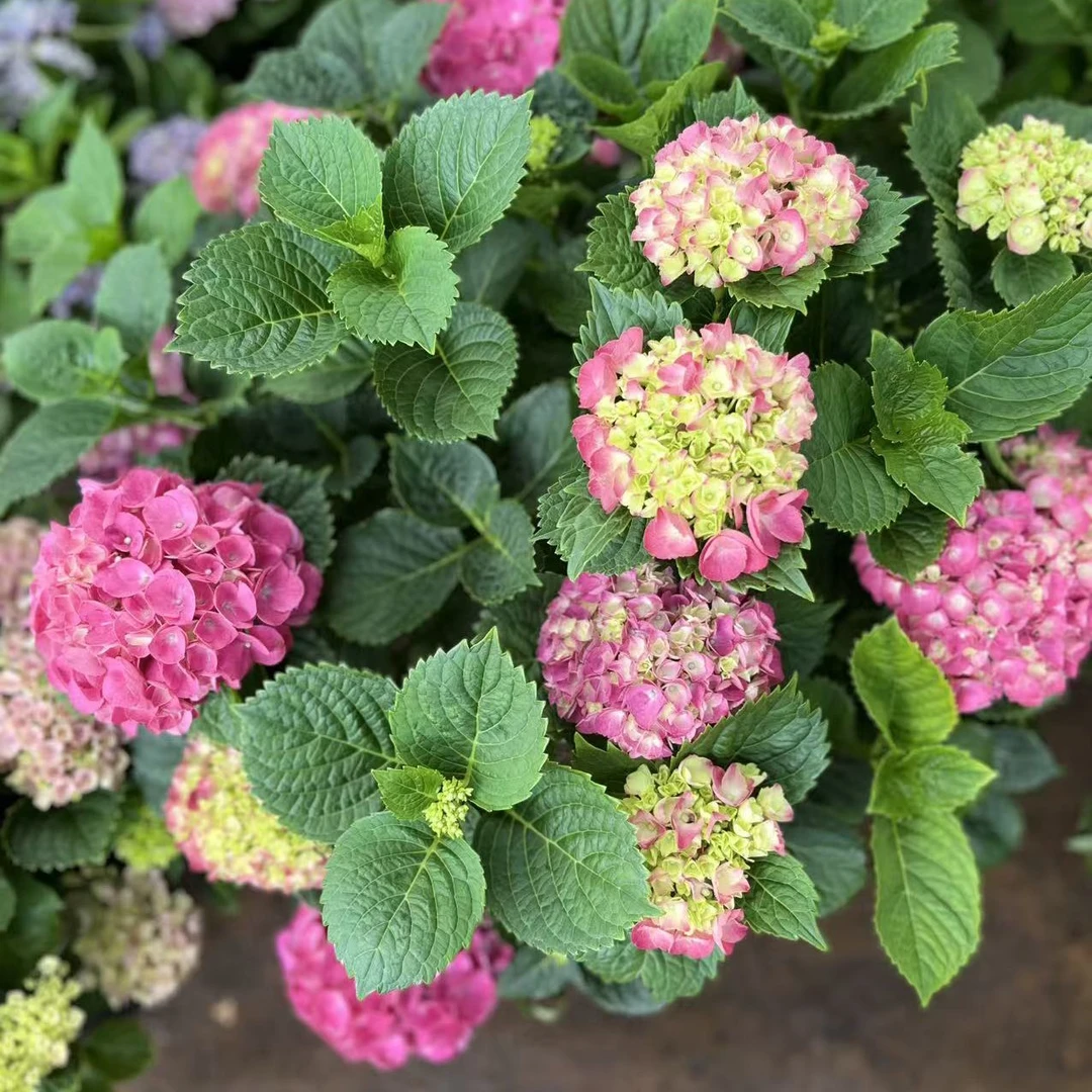 大花绣球【含羞叶】一物一拍原盆原土发货(不支持已发货仅退款)