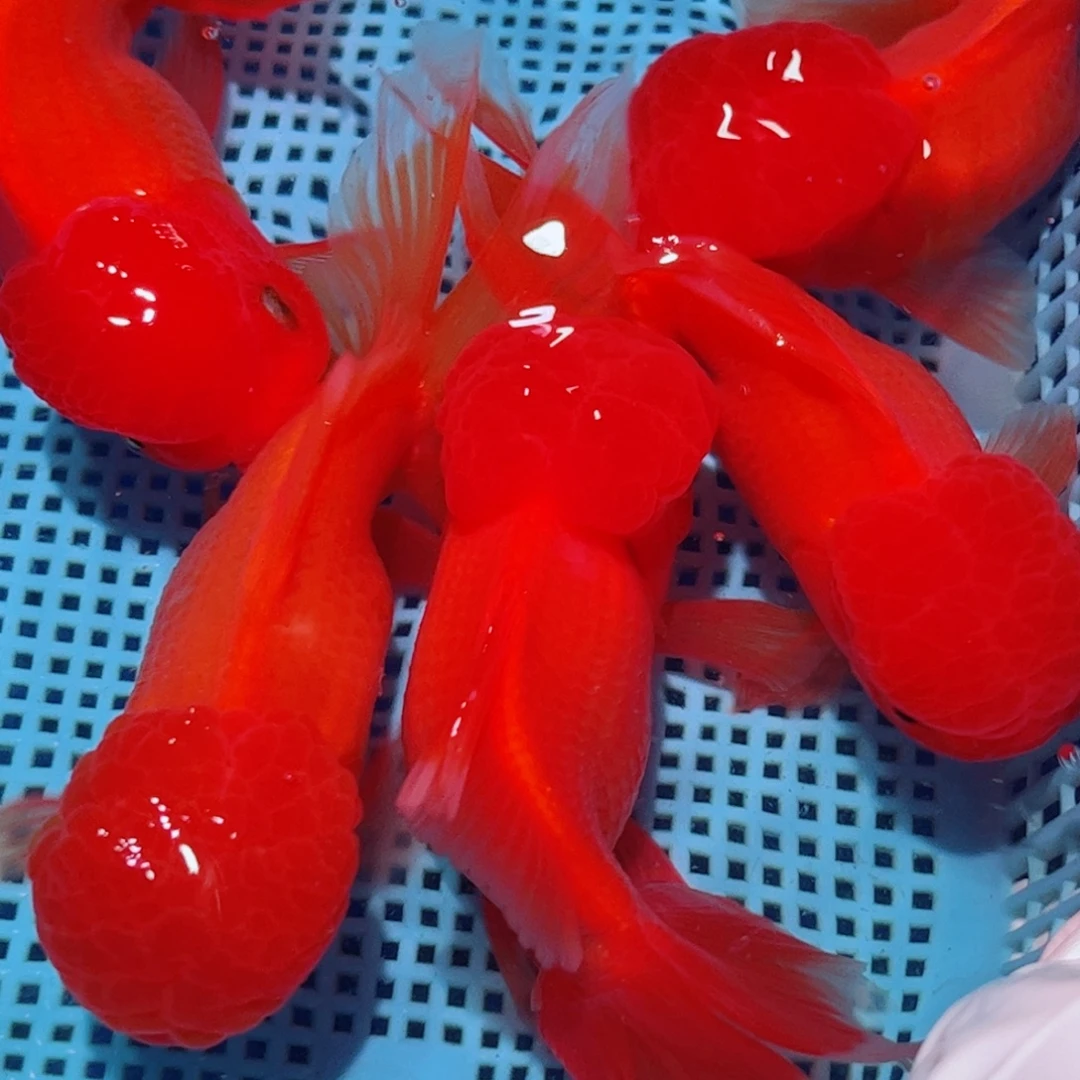 狮头鱼直播间一物一拍43