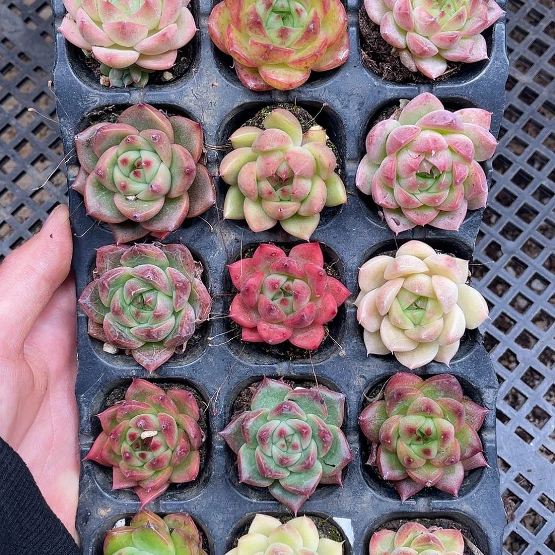 多肉一物一拍10-217