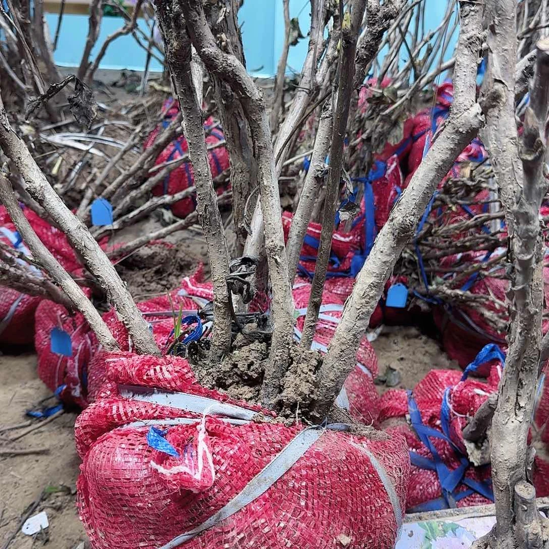 无花朵111111111111111111111