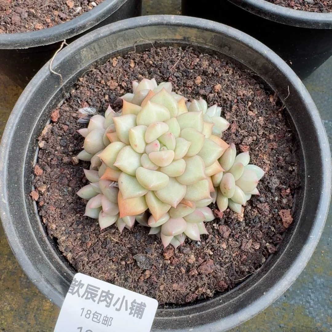 多肉植物  195  黄金象牙