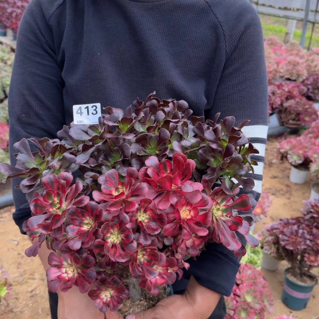 413阴阳多肉植物