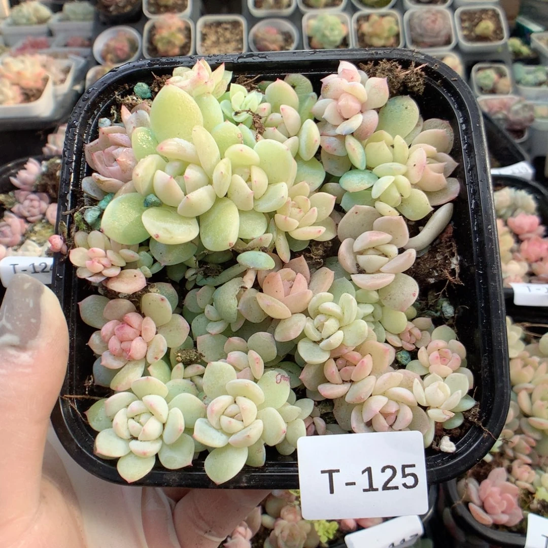 无花朵T125月英语英语
