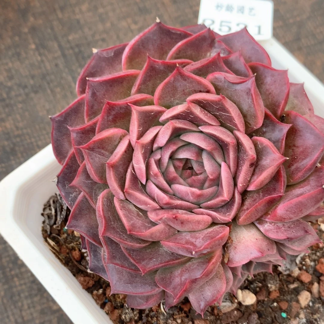 用****42531杂交多肉植物基地