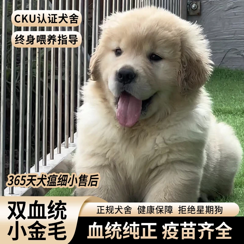 【依云金毛犬舍】金毛幼犬   金毛巡回猎犬