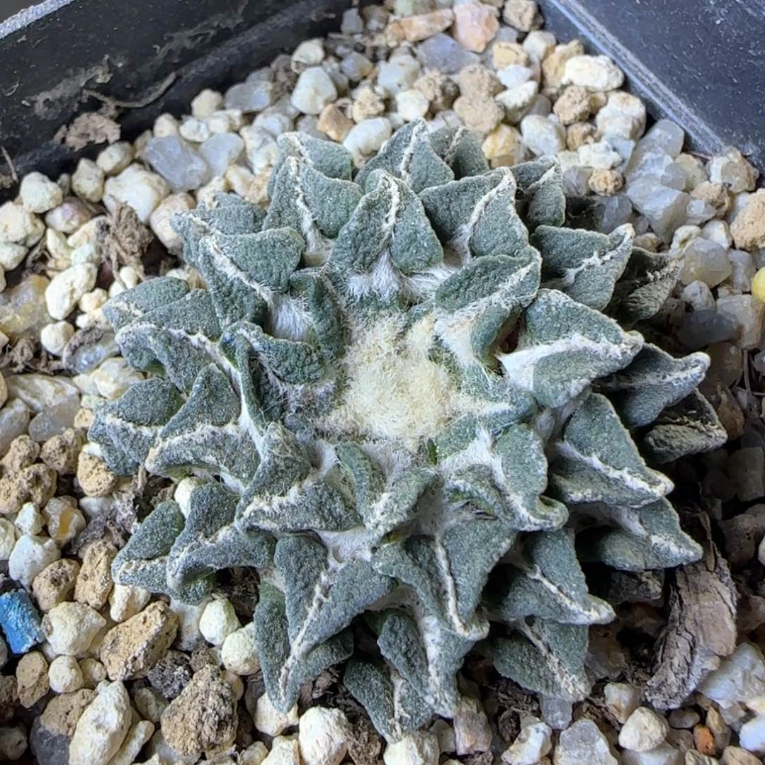 92自根黑牡丹多肉3.6厘米