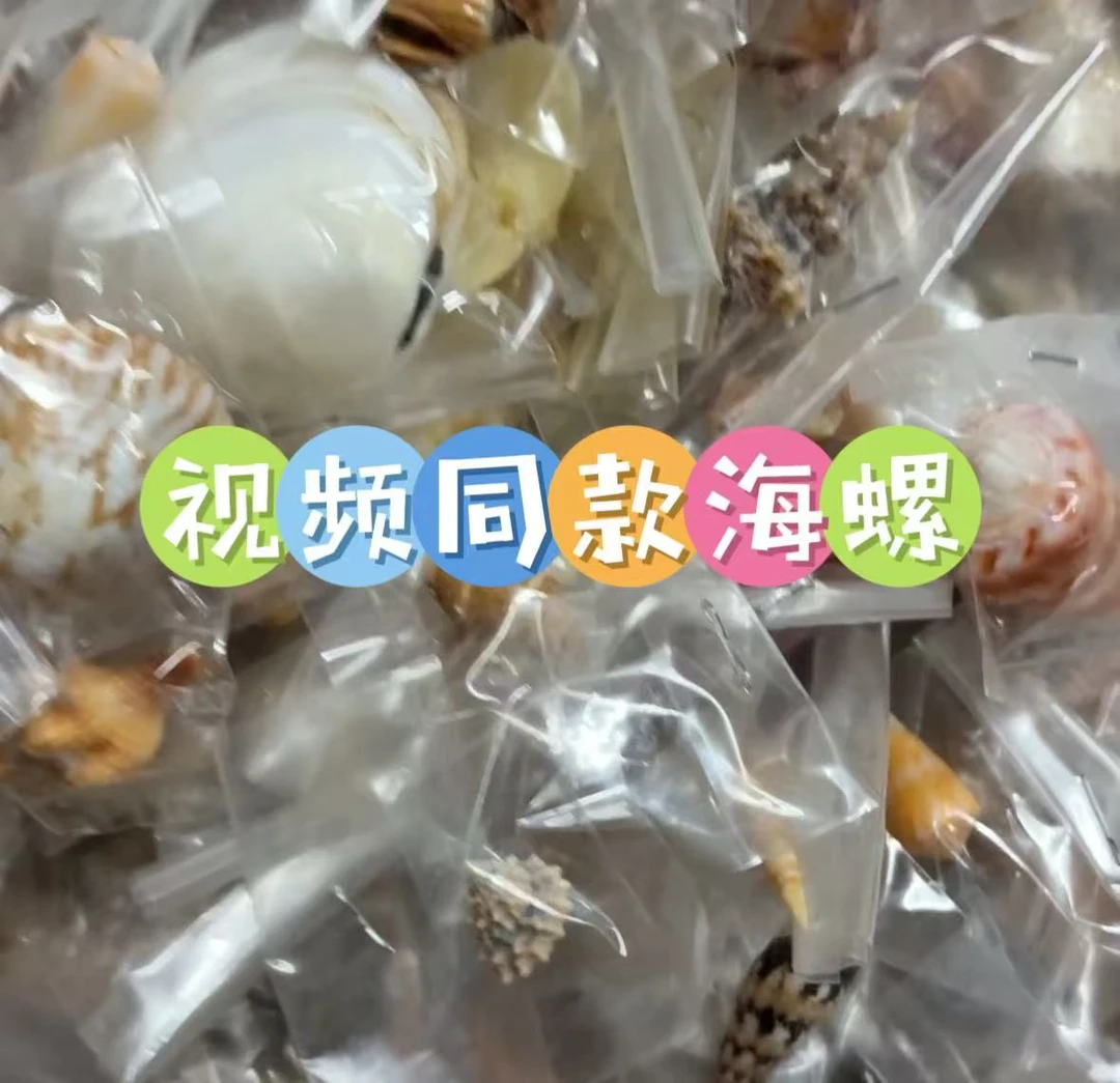 天然标本海螺一物一拍仅有一个手快有手慢无