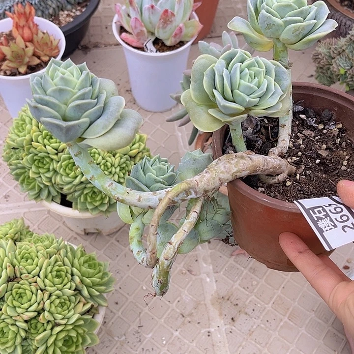 可爱玫瑰2665多肉植物