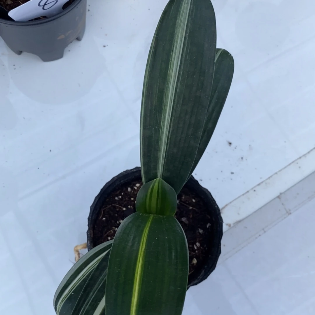 当前无花栽培后可以开花