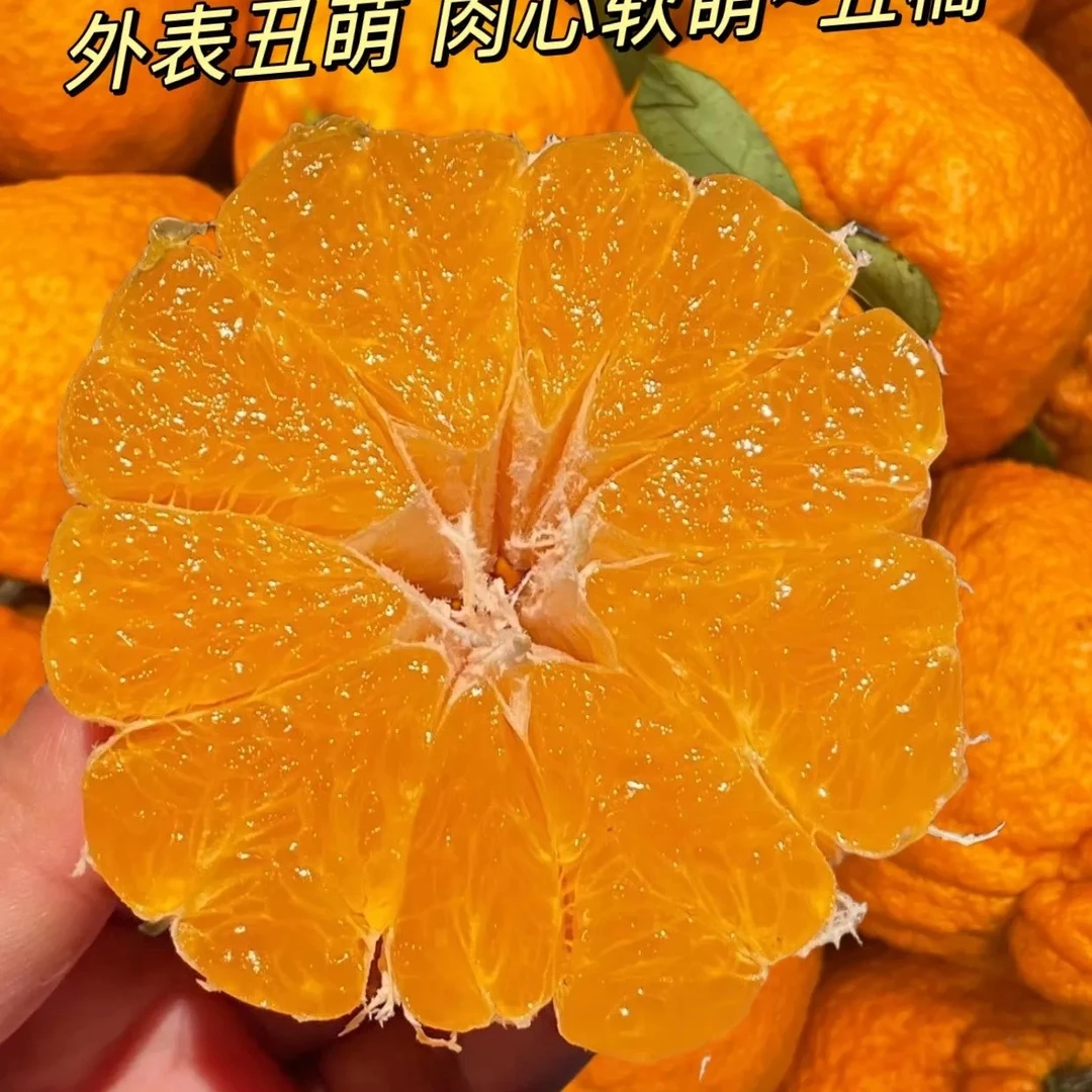 【富锦】丑橘三斤装福利价10元四川省