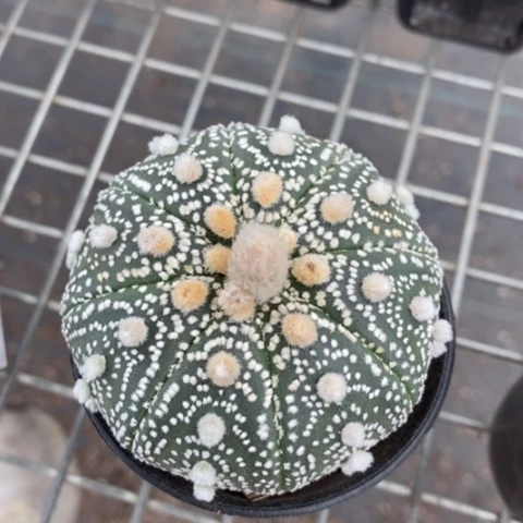 实生大兜6仙人球