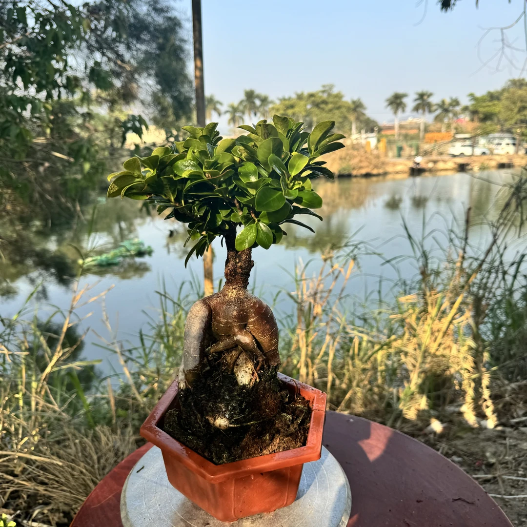 矮霸怪桩金钱榕树盆景