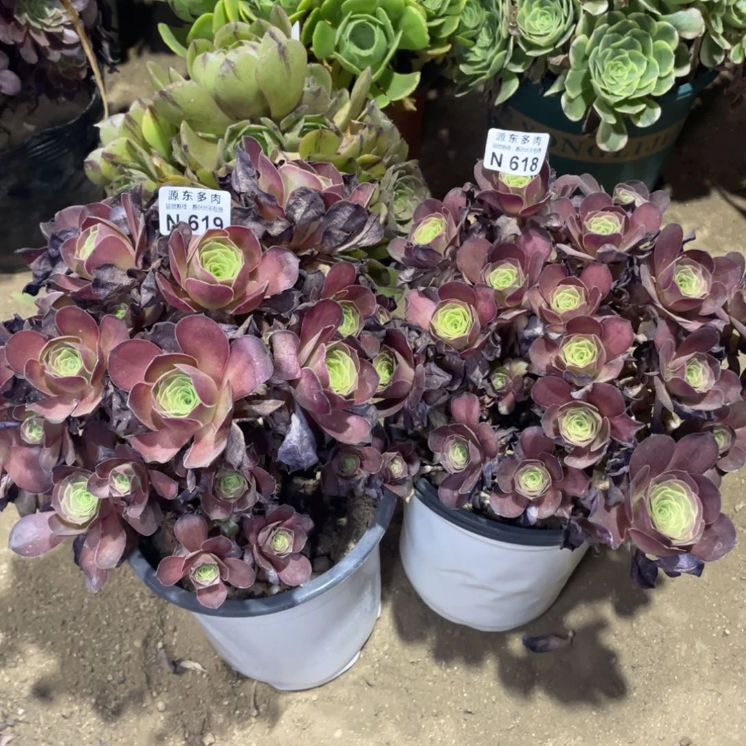 618-619魅金玫瑰两颗