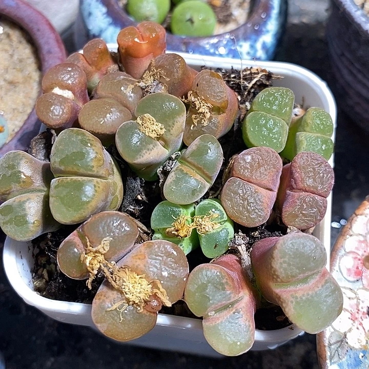 一颗双头彩风铃。