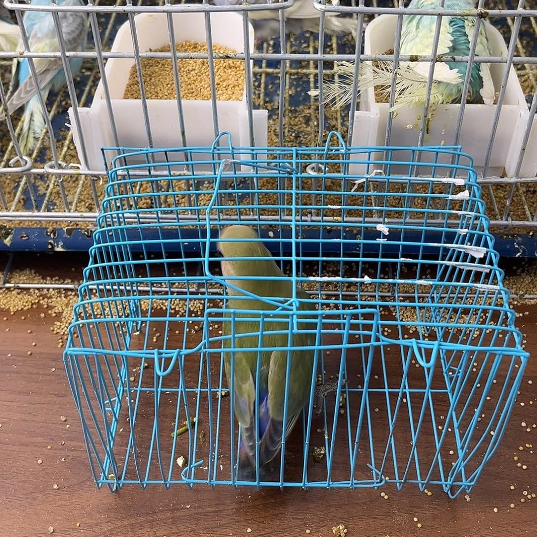 虎皮鹦鹉牡丹鹦鹉