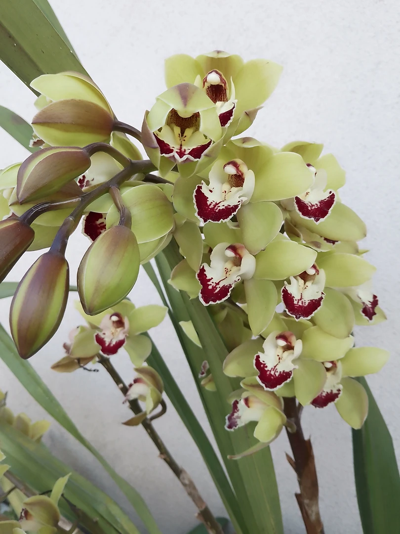 墨兰  云南原生自然苗虎头兰