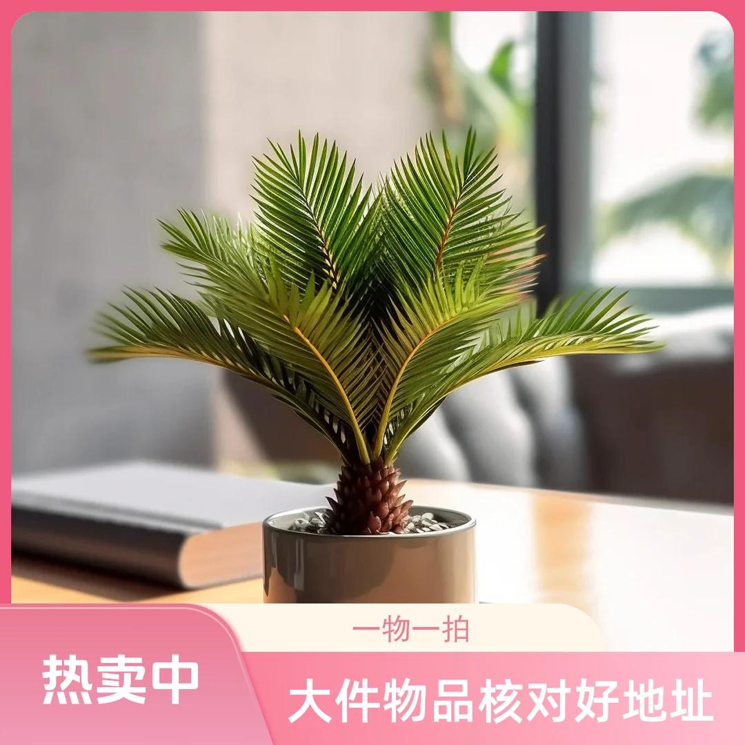 铁树盆栽植物小树苗苏铁四季常青室内外客厅盆景铁好养花卉绿植
