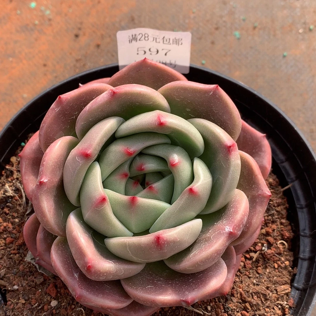 【闪购商品】云597号