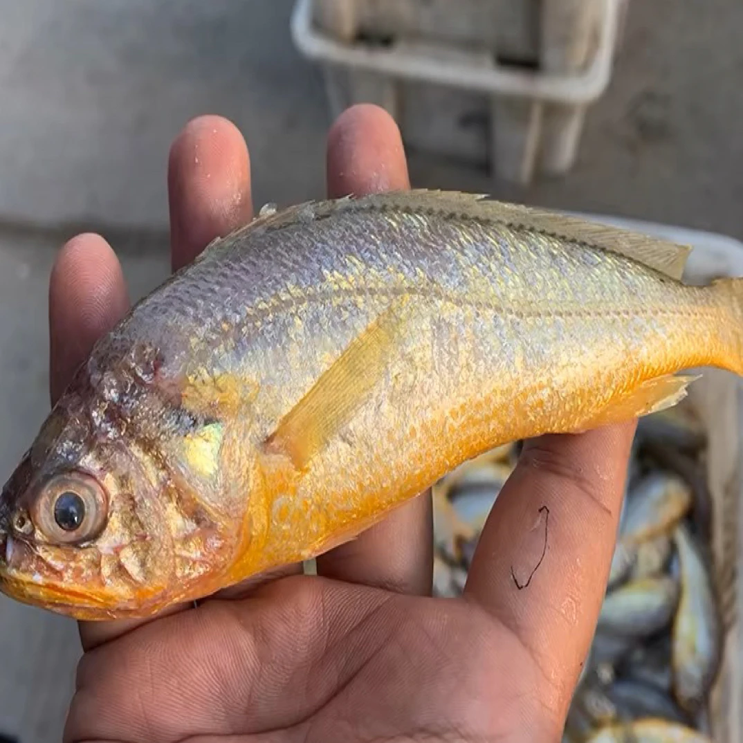 C野生小黄鱼4斤  新鲜海捕