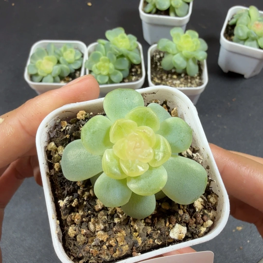 无尽灯单头一物一拍051