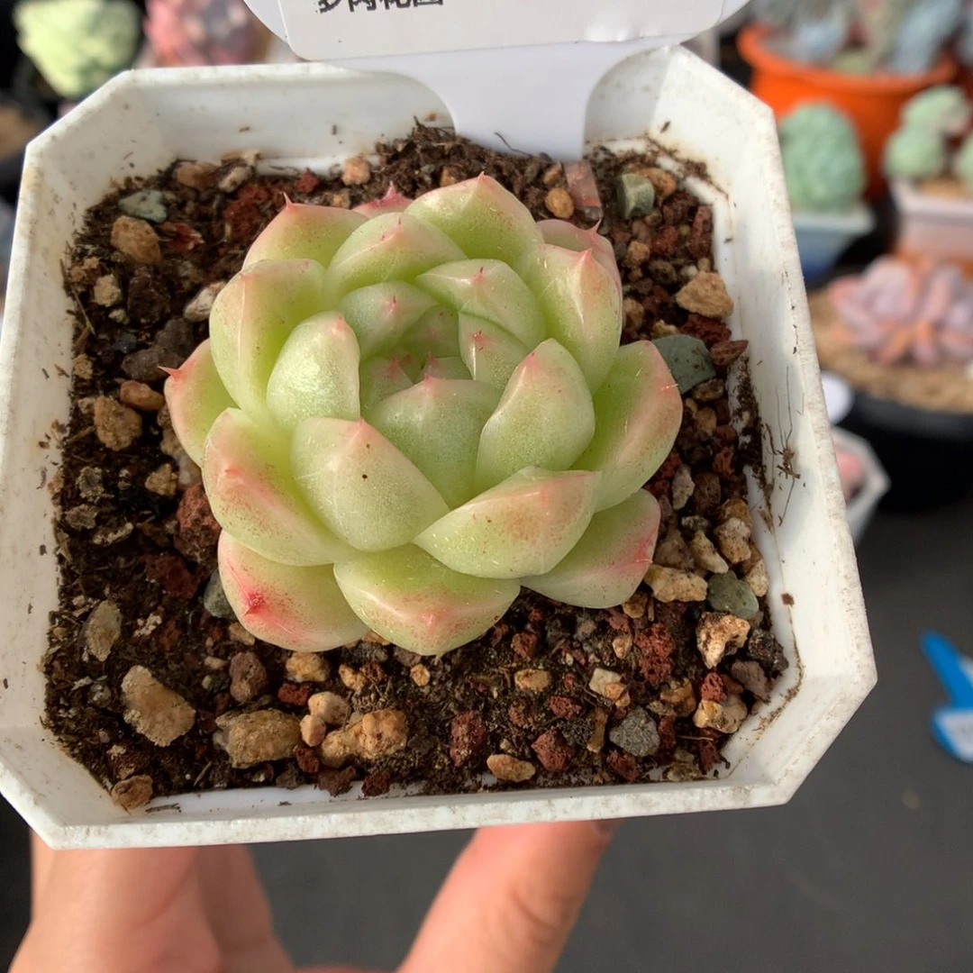 776麦杆多肉植物一物一拍