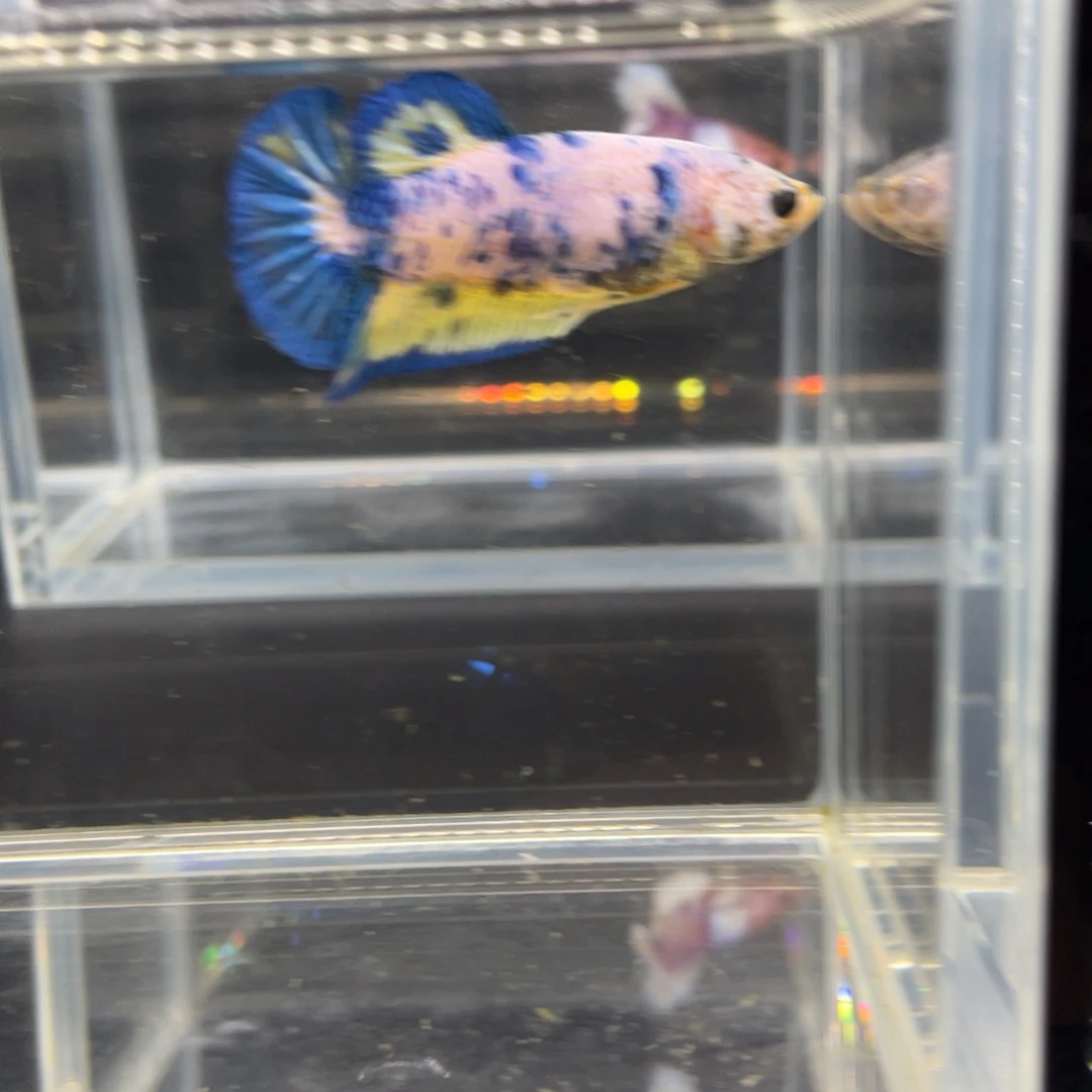 斗鱼11.22早大理石母01