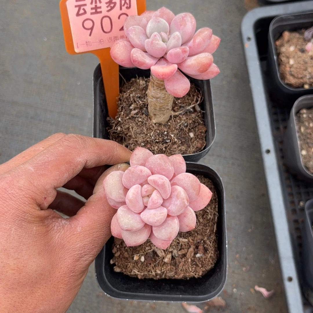 云尘多肉一物一拍902