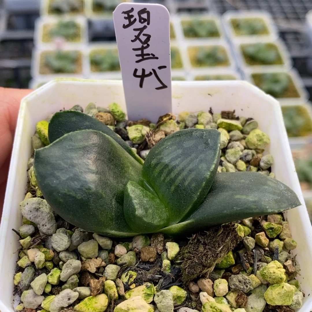 碧玉多肉植物带盆