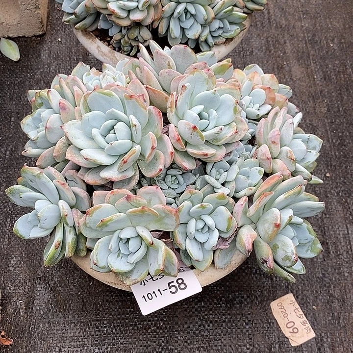 清***馆小七夕多肉冷香58