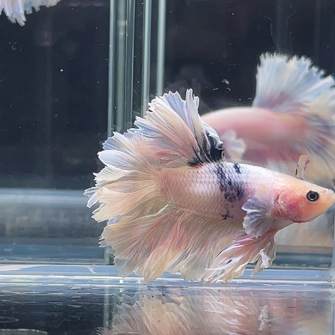 斗鱼印尼斗鱼，记得拍加热包001