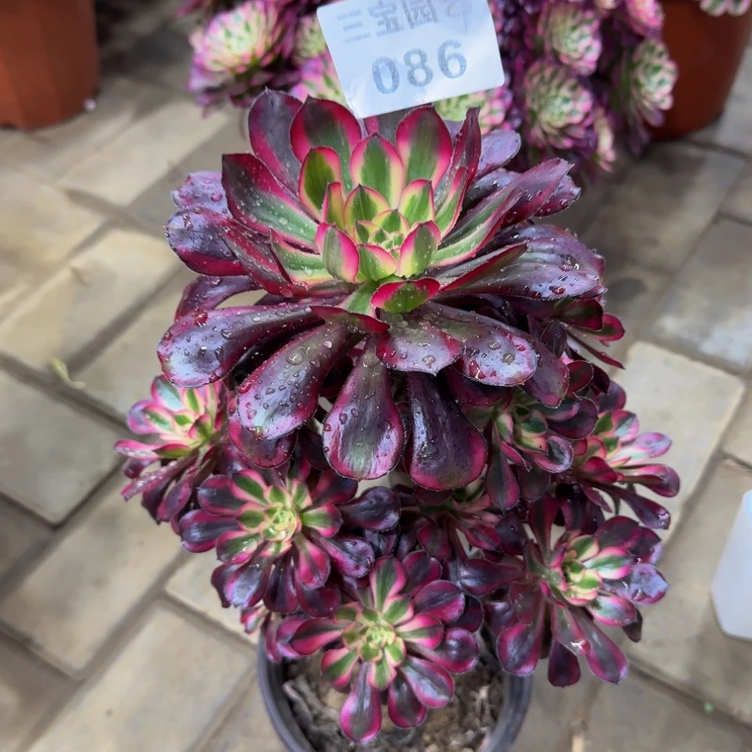 多肉植物086丽娜